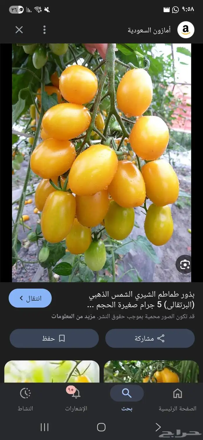 للبيع شتلات خضار 1