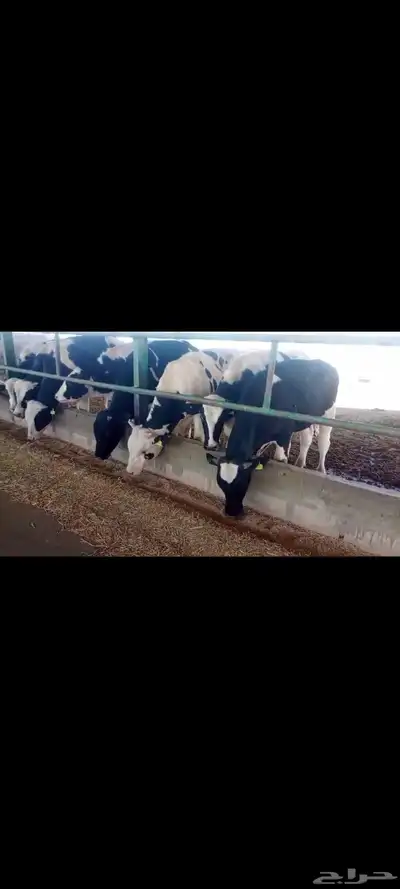 عجول هولندى للبيع index