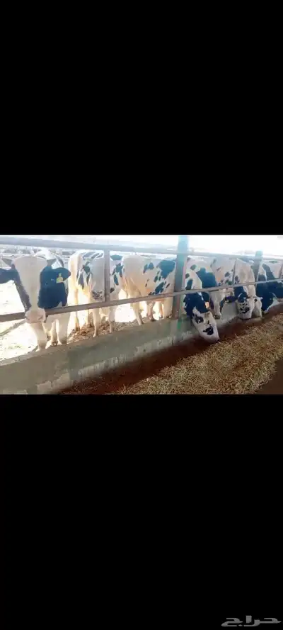 عجول هولندى للبيع index