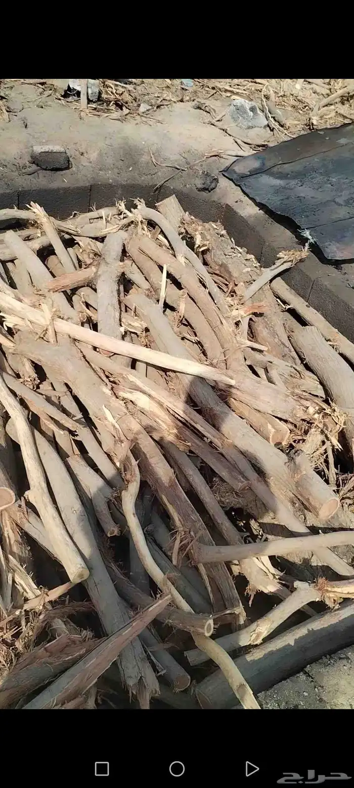 شبيه السمر الوطني فحم سلم امريكي وطني مزرعة جملة وقطاعي 1