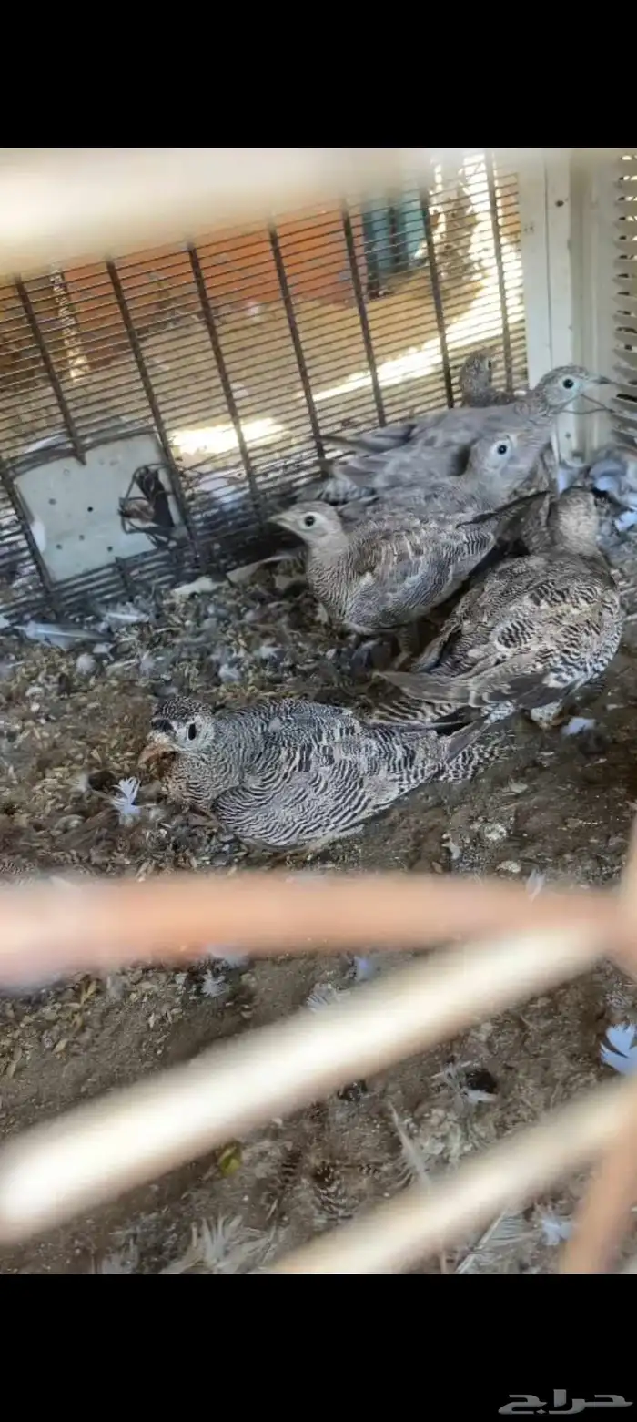غطاط نضيف على الشرط العدد 4 أنثى 3