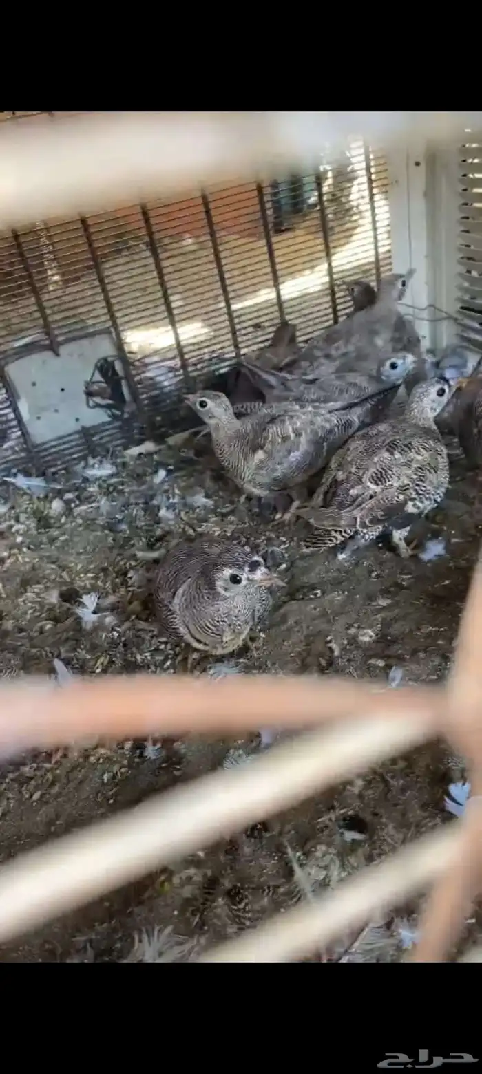 غطاط نضيف على الشرط العدد 4 أنثى 2