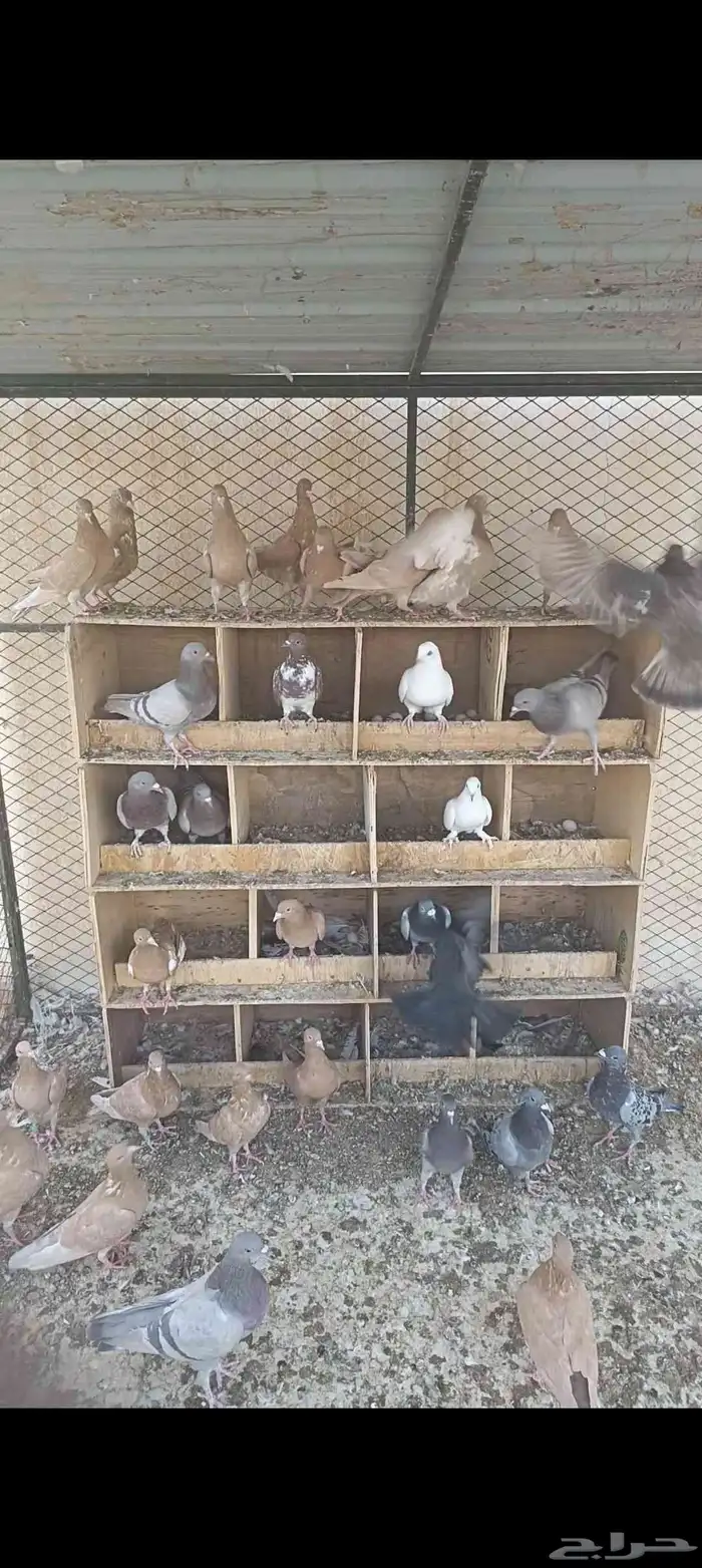 حمام زاجل اصفر وحمام نجدي 1