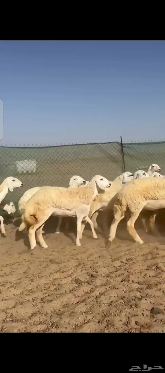غنم حريات رخال جدعات 2