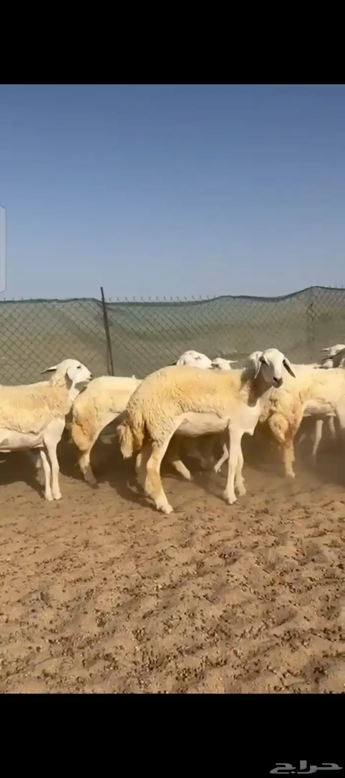 غنم حريات رخال جدعات 4