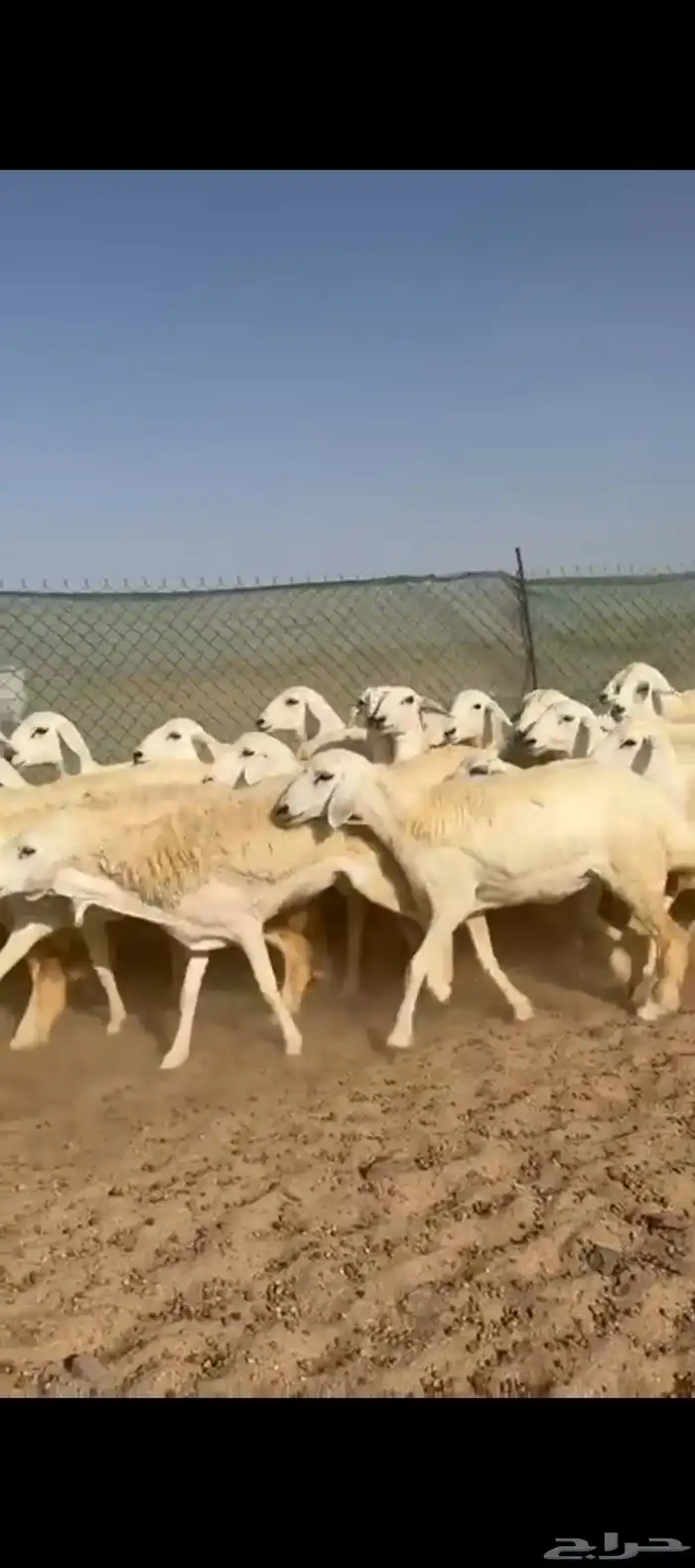 غنم حريات رخال جدعات 6
