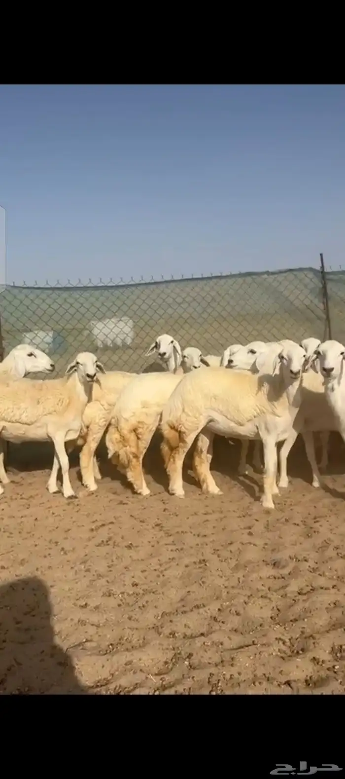 غنم حريات رخال جدعات 1