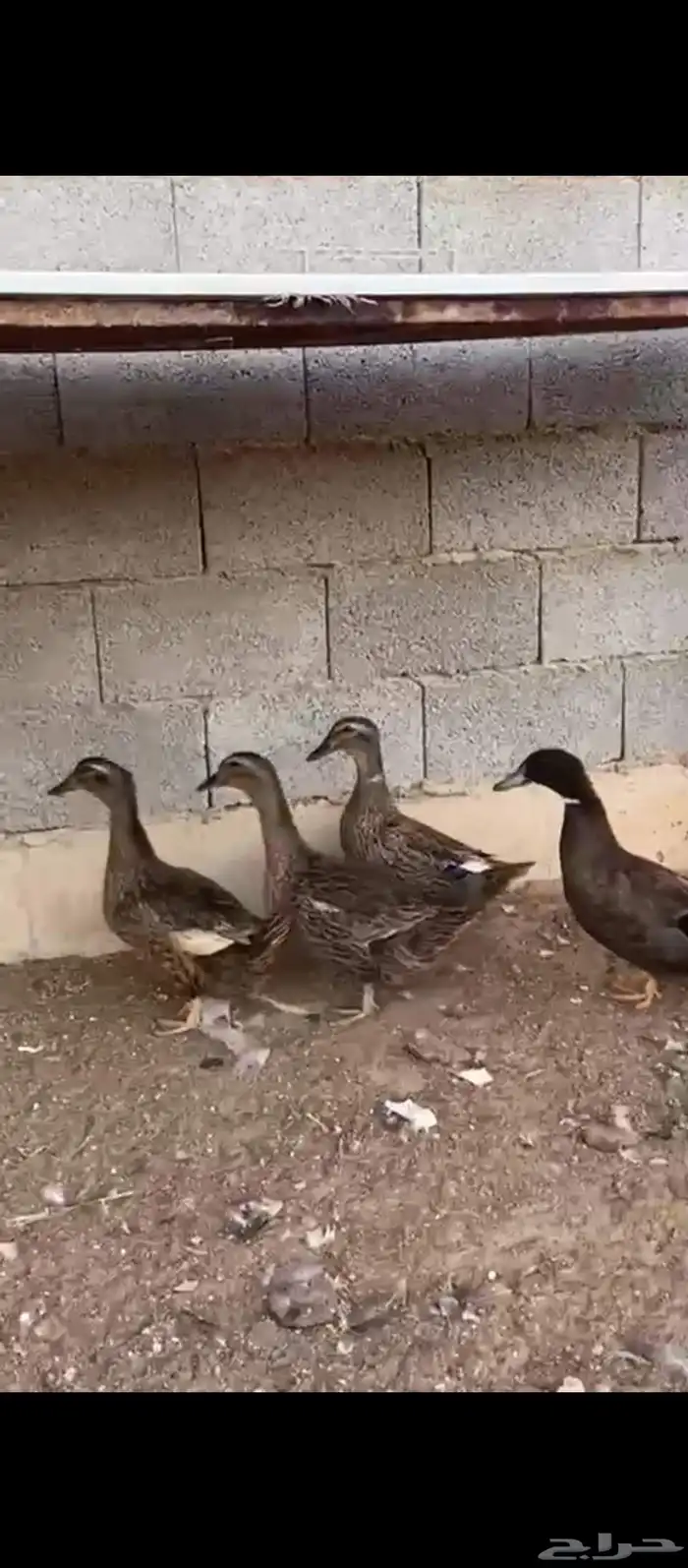 للبيع بط 0