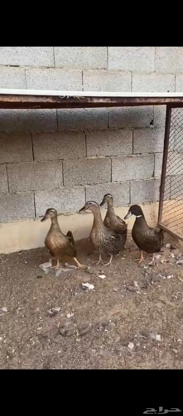 للبيع بط 1