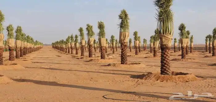 مشاالله تبارك الله نخل طيب 2