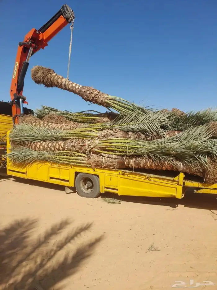 يوجد لدينا جميع انواع النخل للبيع للتواصل 0