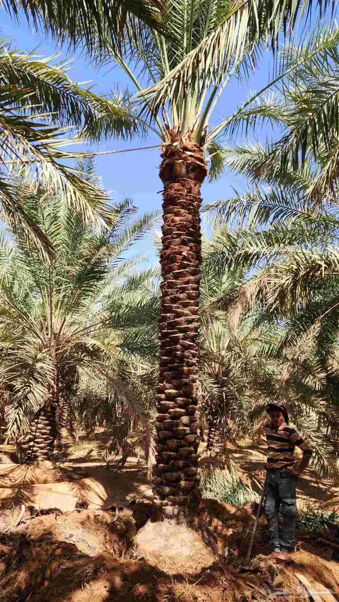 نخل للبيع 11