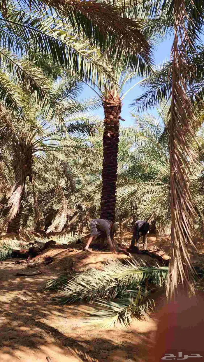 نخل للبيع 8
