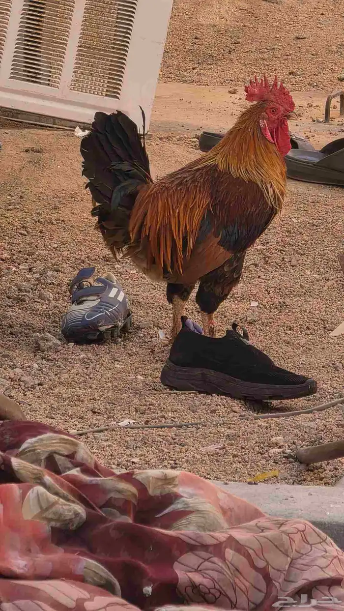 ديك فرنسي كفو عمره 7 شهور و عليه اانتاج كفو والله وصحه كفو 0