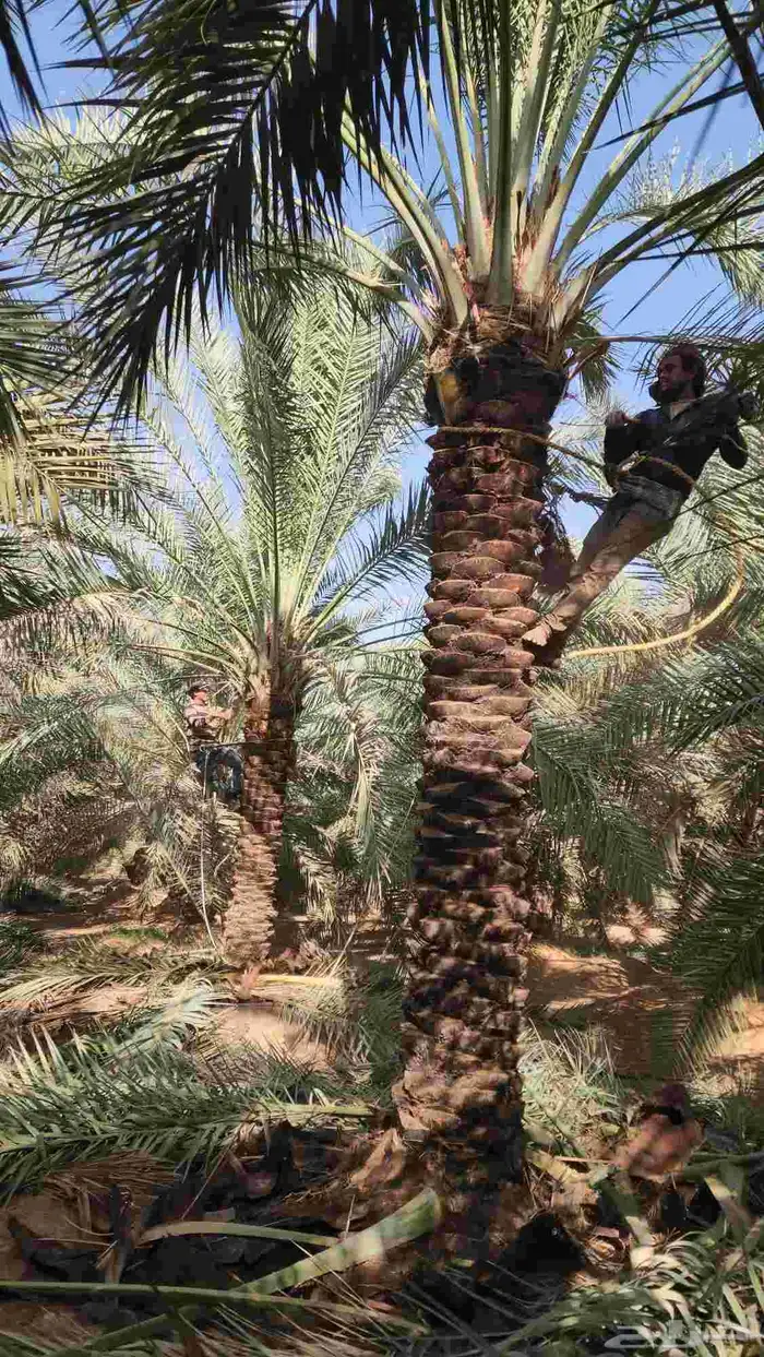 نخل للبيع 2