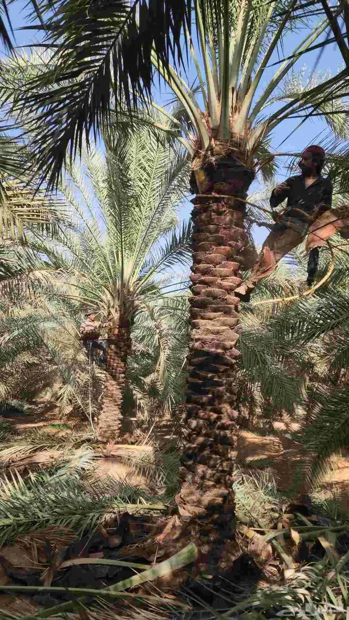 نخل للبيع 3