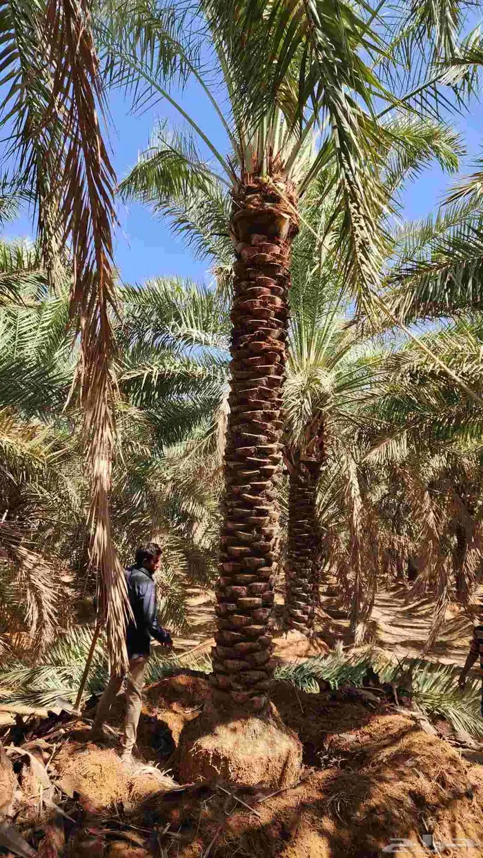 نخل للبيع 10