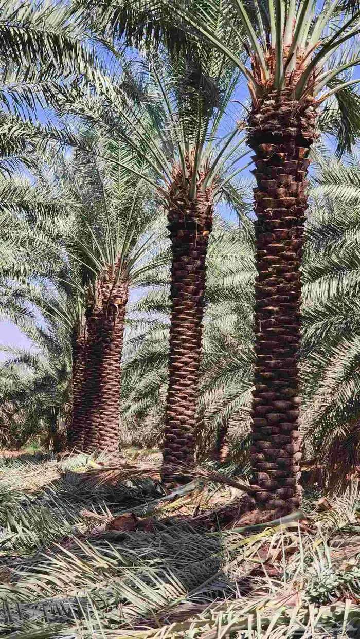 نخل للبيع 4