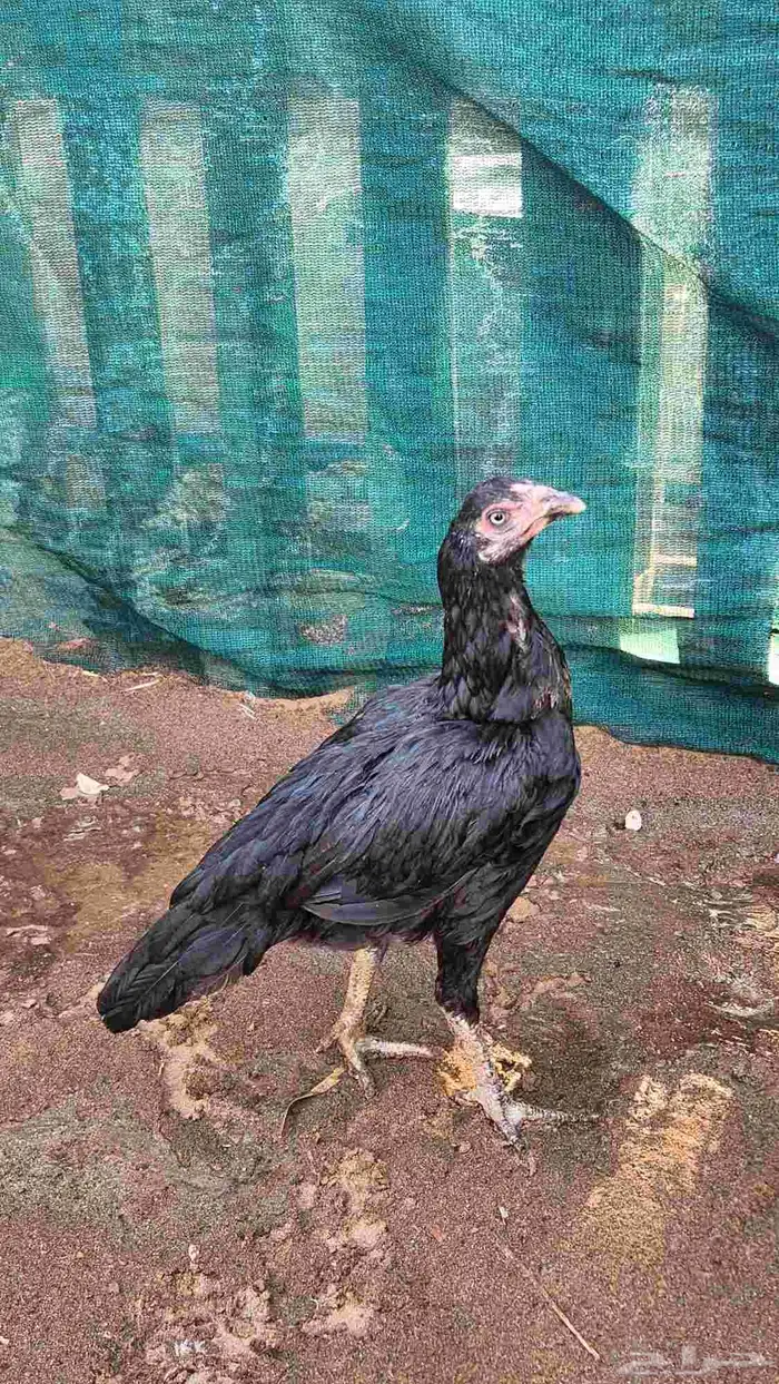 ميوالي زيرو 5