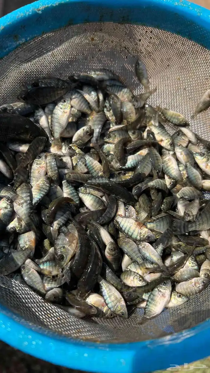 زريعة بلطي محسنة 2