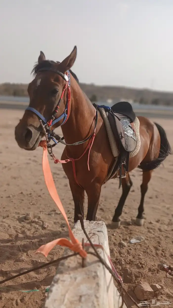 أجار جمال رحول قليصه وا خيول بي اليوم وا الاسبوع وا الشهر 8