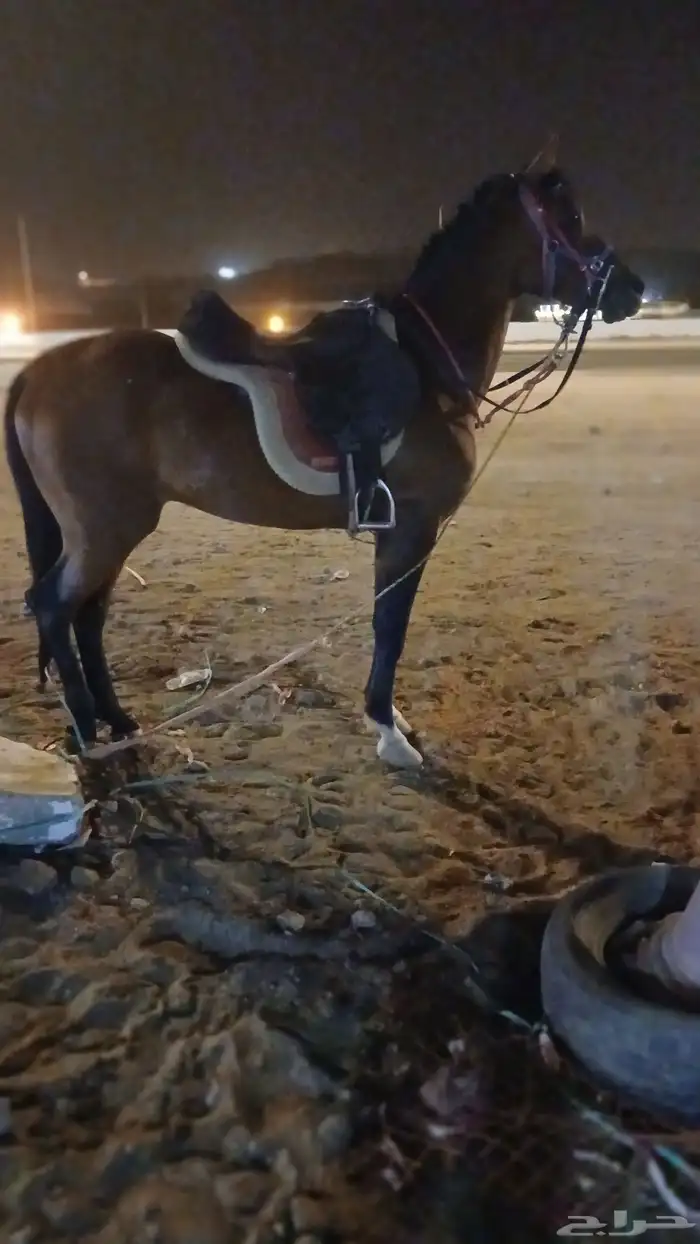 أجار جمال رحول قليصه وا خيول بي اليوم وا الاسبوع وا الشهر 7