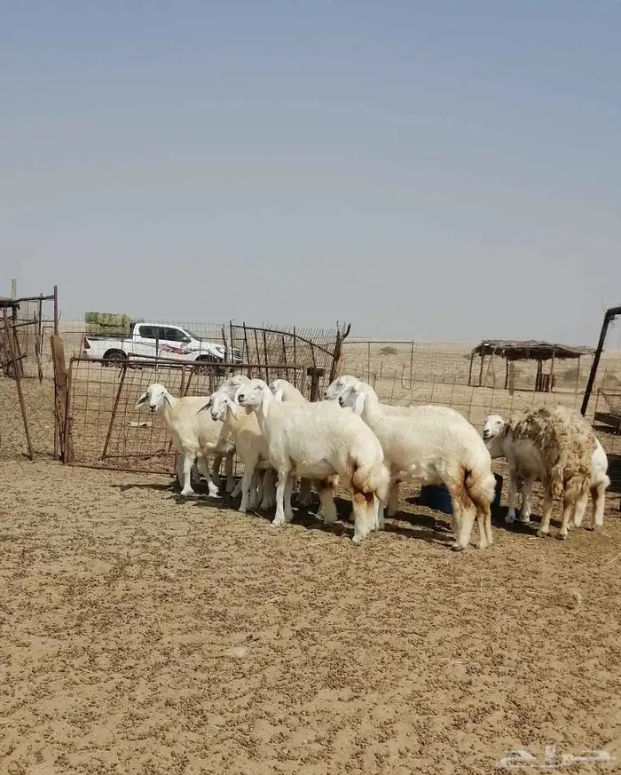 رخال حريه 3