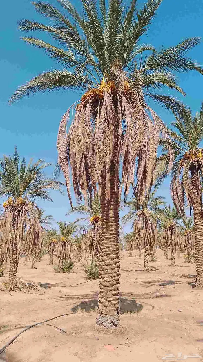 نخل للبيع سكري  نبتت علي العدد 500 سكري 300 نبتت علي 5