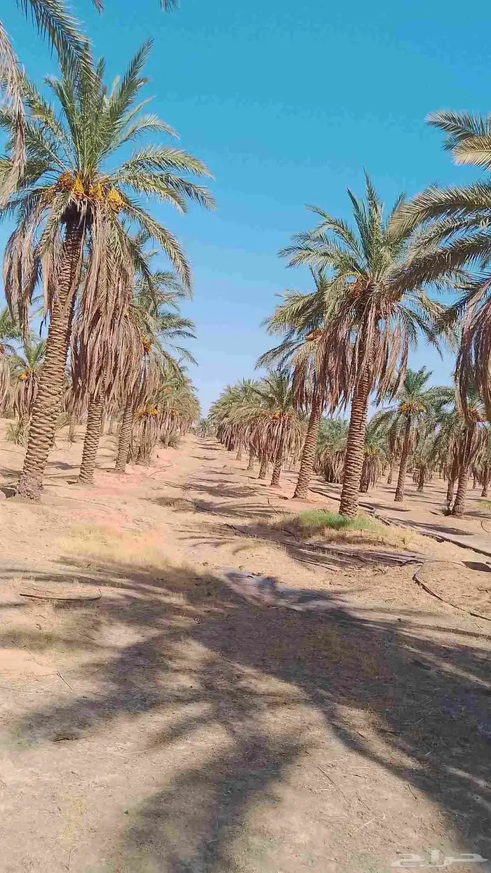 نخل للبيع سكري  نبتت علي العدد 500 سكري 300 نبتت علي 0