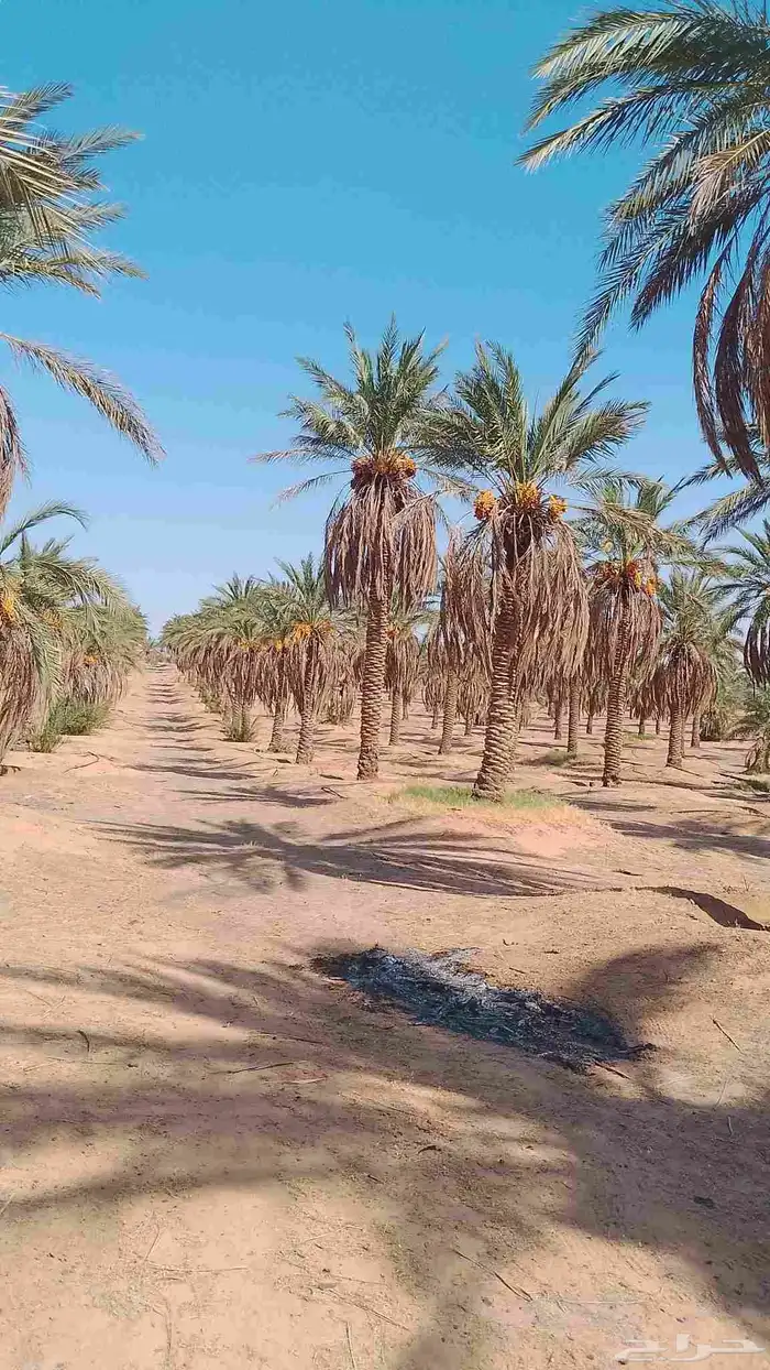 نخل للبيع سكري  نبتت علي العدد 500 سكري 300 نبتت علي 2