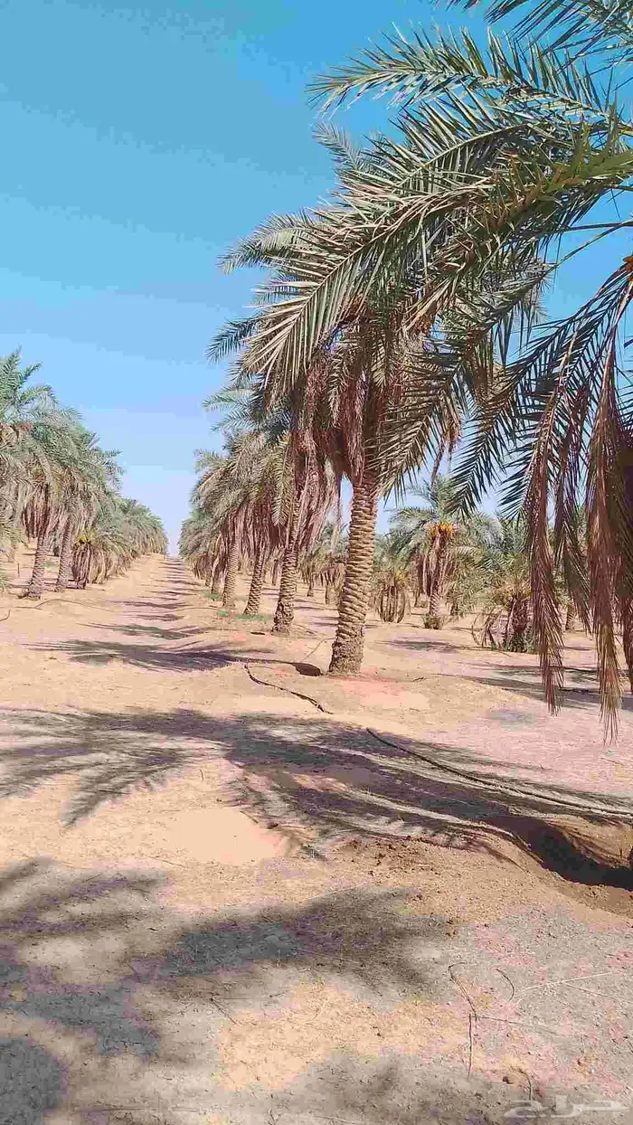 نخل للبيع سكري  نبتت علي العدد 500 سكري 300 نبتت علي 4