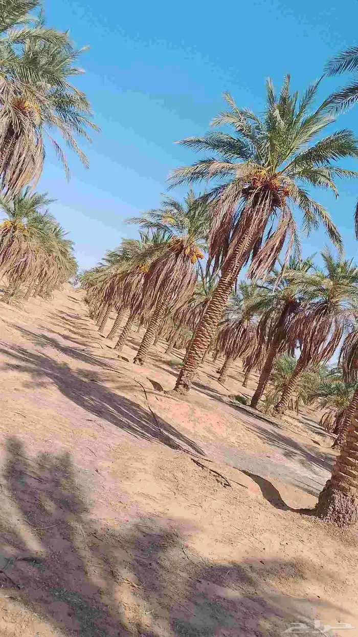 نخل للبيع سكري  نبتت علي العدد 500 سكري 300 نبتت علي 1