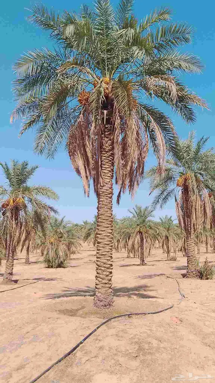 نخل للبيع سكري  نبتت علي العدد 500 سكري 300 نبتت علي 3