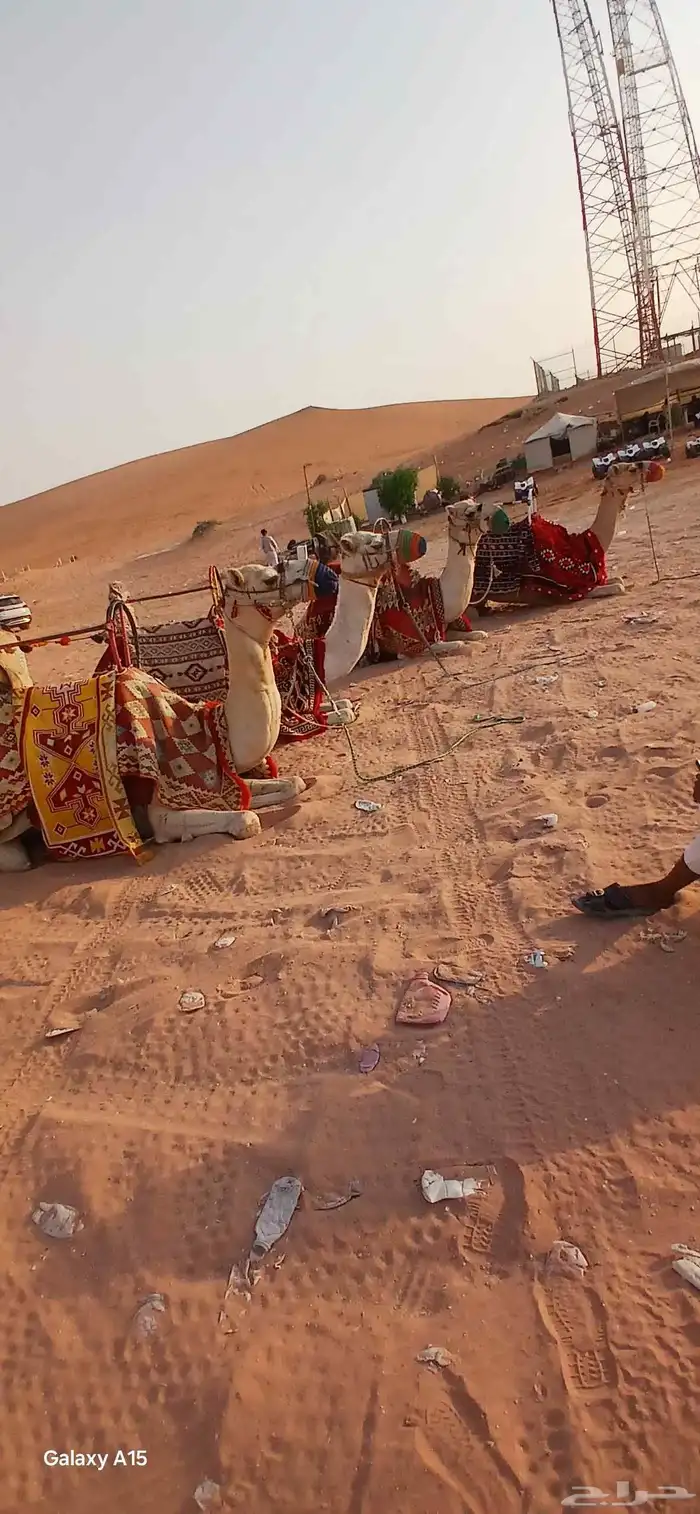 أجار جمال رحول قليصه وا خيول بي اليوم وا الاسبوع وا الشهر 1