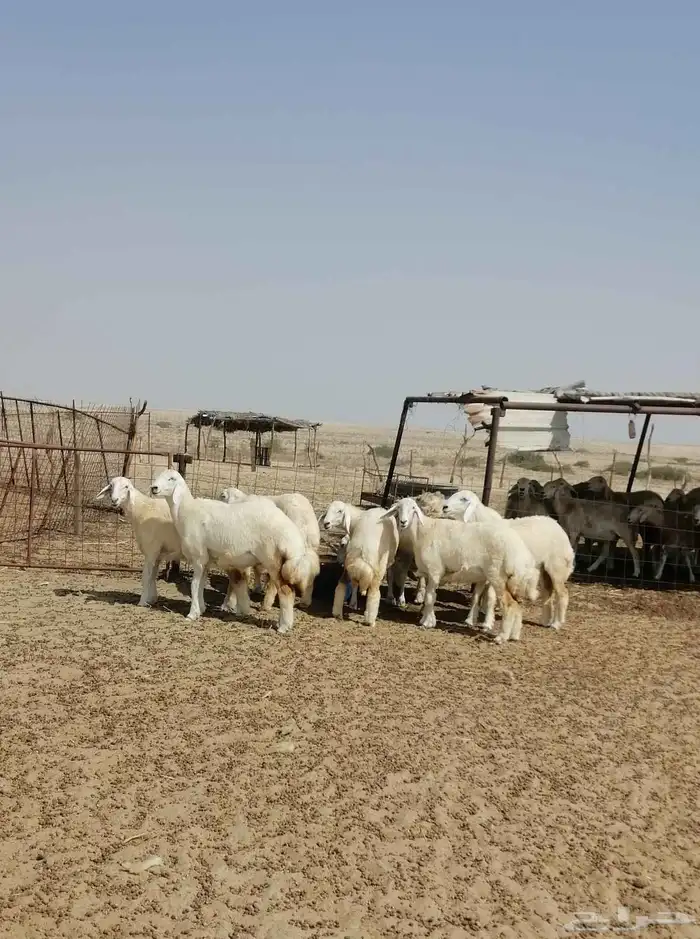 رخال حريه 6