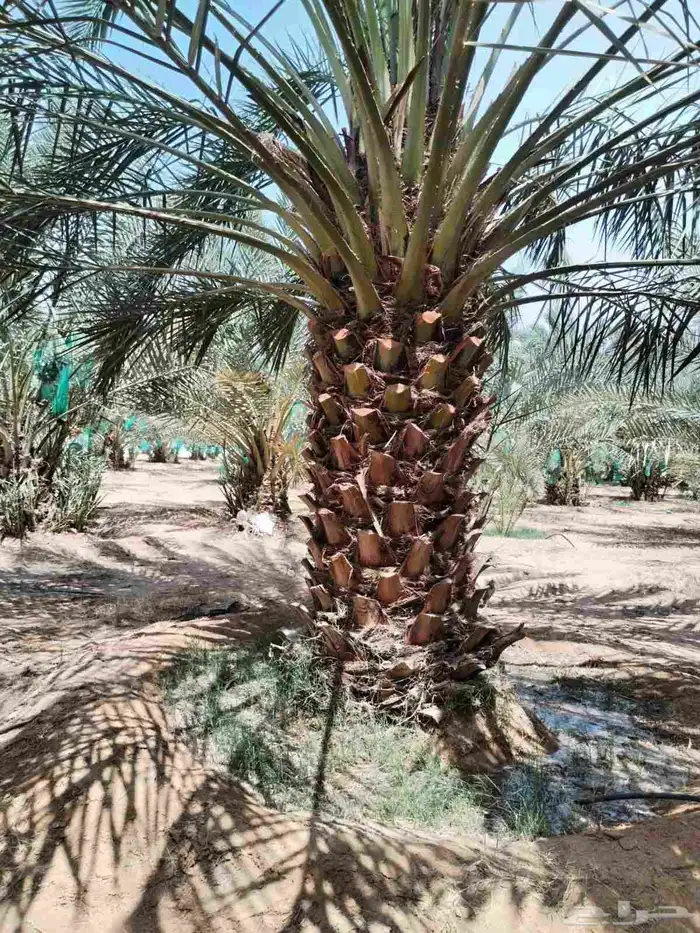 نخل للبيع نخيل نقابل فسايل جثايث خلاص برحي سكري صقعي شيشي 3