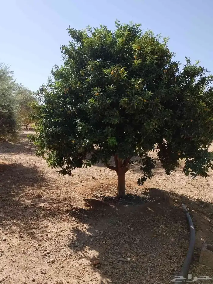 يوجد لدينا حمضيات يوسف فندي ليمون برتقال بو صره تين رمان عنب 6