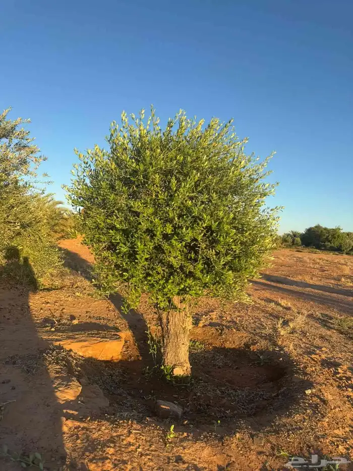 اشجار الزيتون معمر الجوف 2