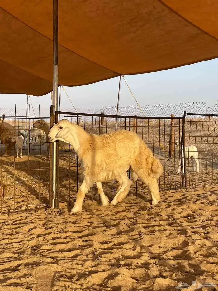 مشروع فحل حري 5