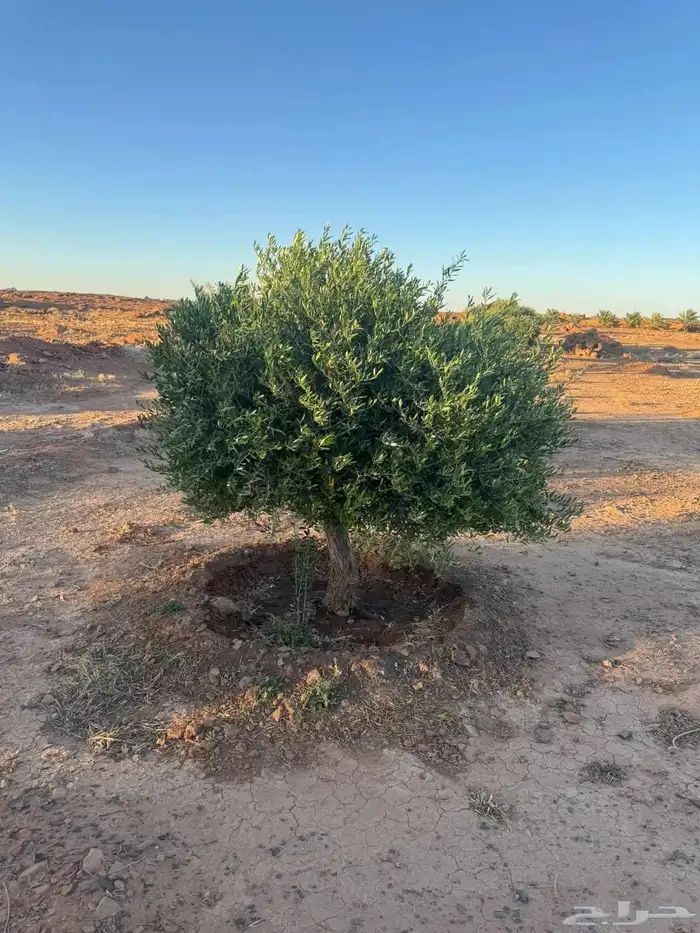 اشجار الزيتون معمر الجوف 6