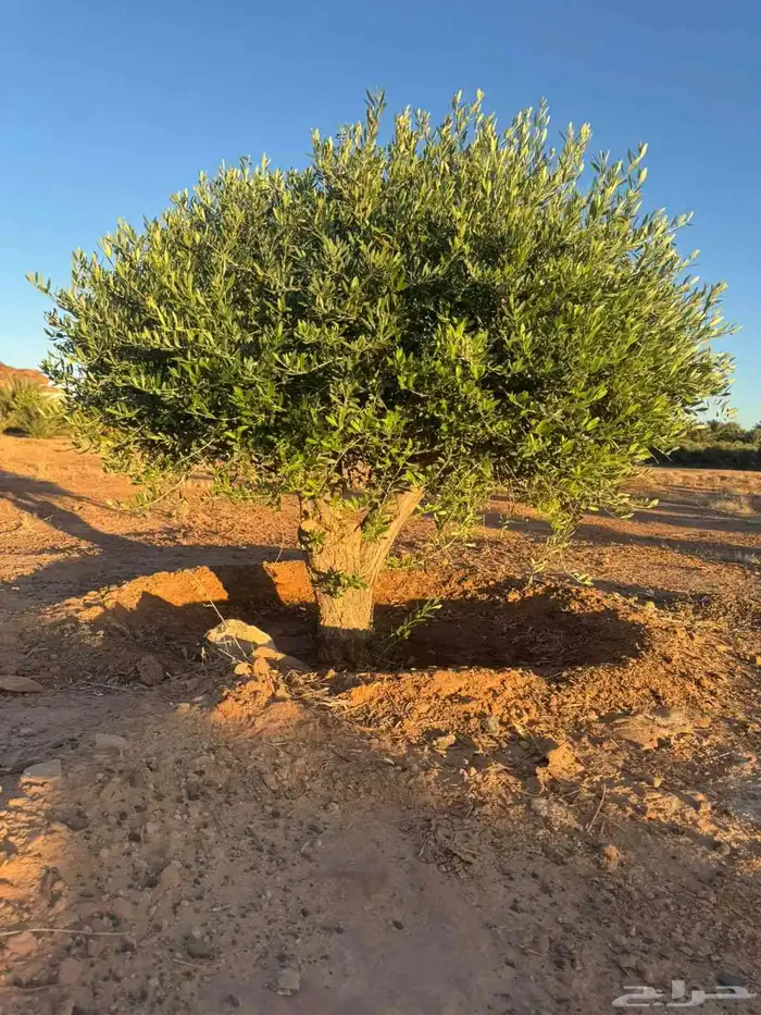 اشجار الزيتون معمر الجوف 1