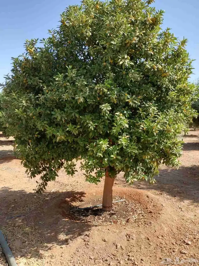 يوجد لدينا حمضيات يوسف فندي ليمون برتقال بو صره تين رمان عنب 4