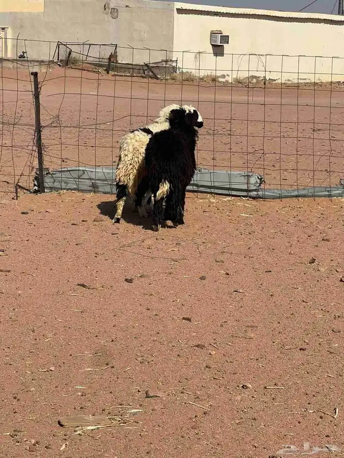رخال 1
