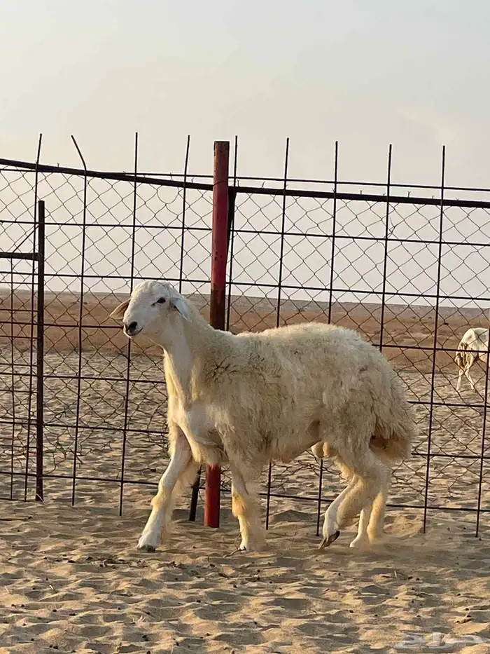 مشروع فحل حري 9