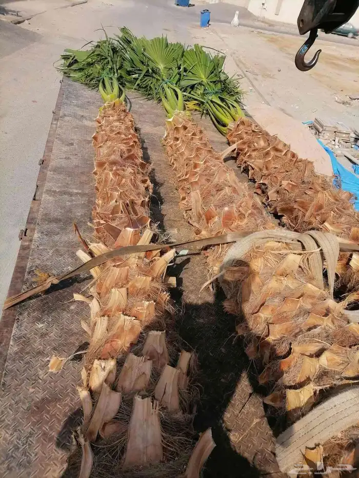 بيع النخيل الوشنطن والنخيل العربي المثمر وتنسيق الحدائق 1