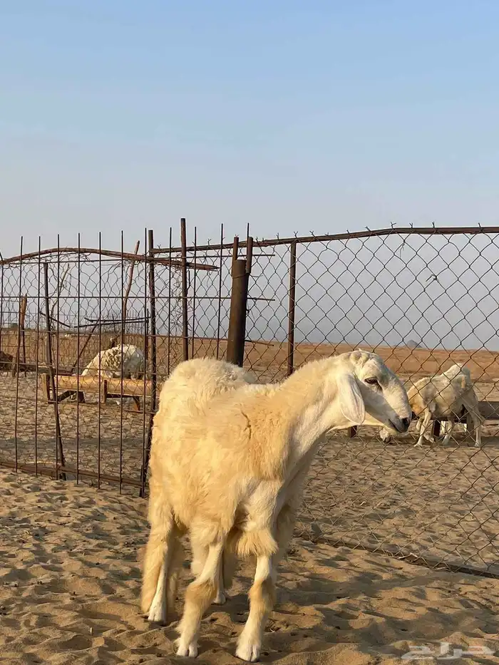 مشروع فحل حري 7