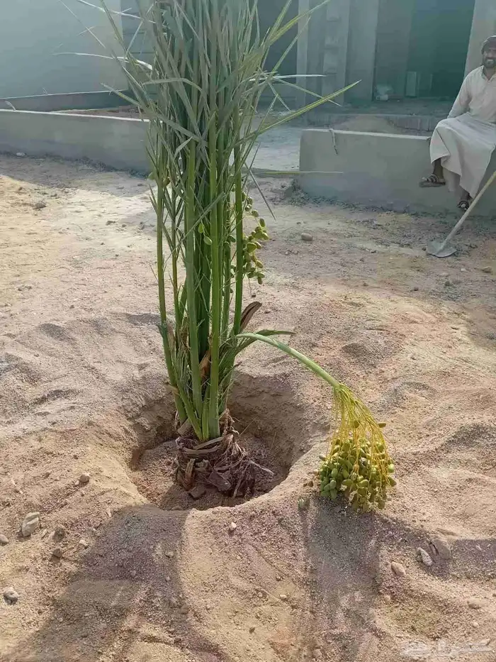 يوجد لدينا نخل جثائث وفسائل جميع انواع النخيل 6