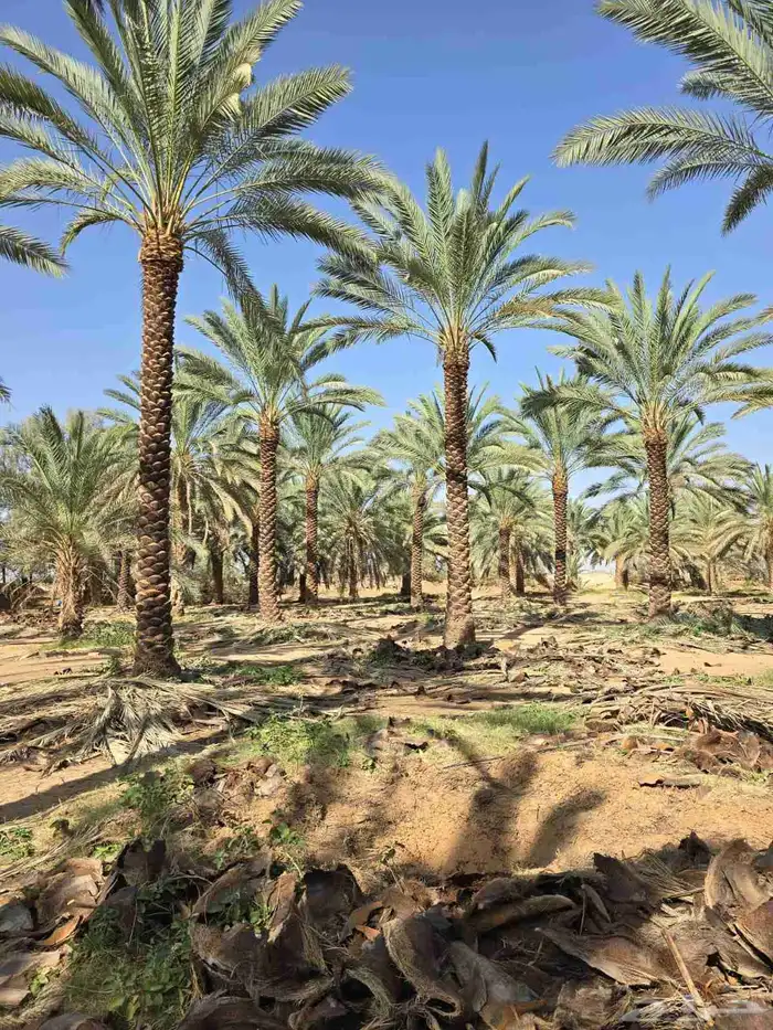 موسسه للمقاولات متخصصون في وتوريد وتركيب جم 7