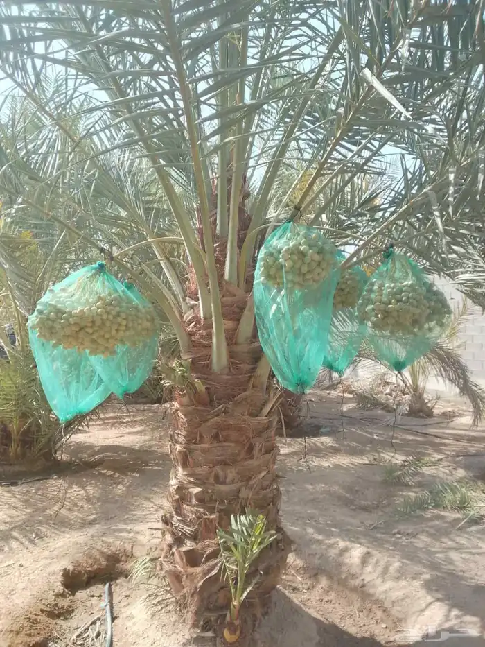 نخل للبيع نقايل جثايث فرواخ 2