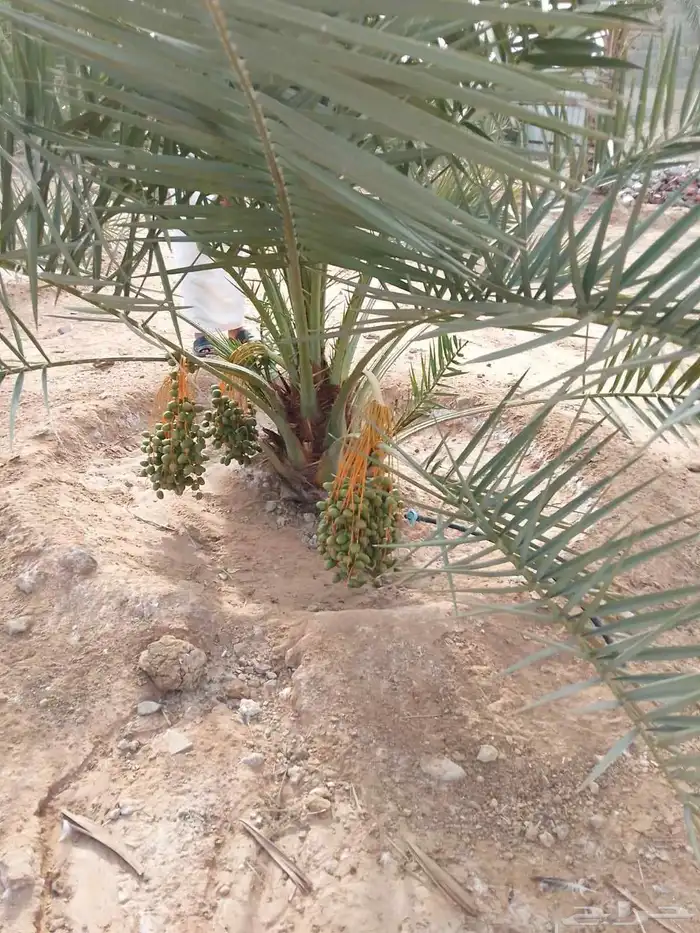 يوجد لدينا نخل جثائث وفسائل جميع انواع النخيل 3